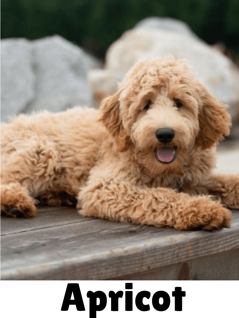 Apricot goldendoodle