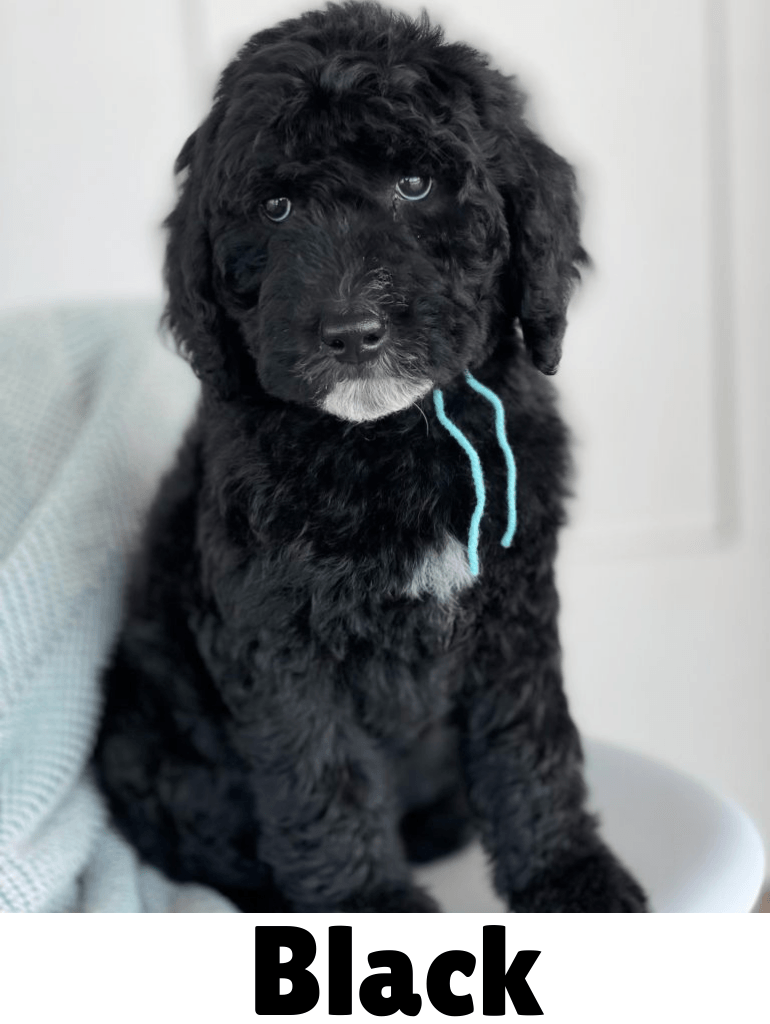 Black goldendoodle