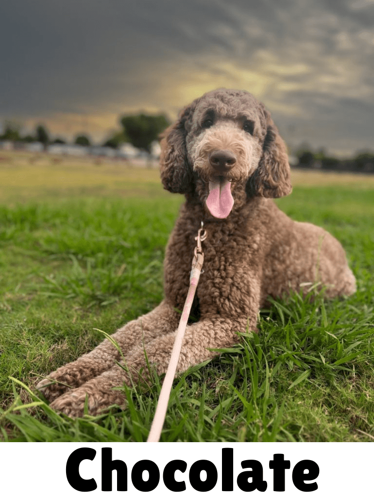 Chocolate goldendoodle