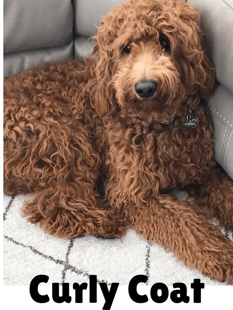 Curly Coat standard golden doodle