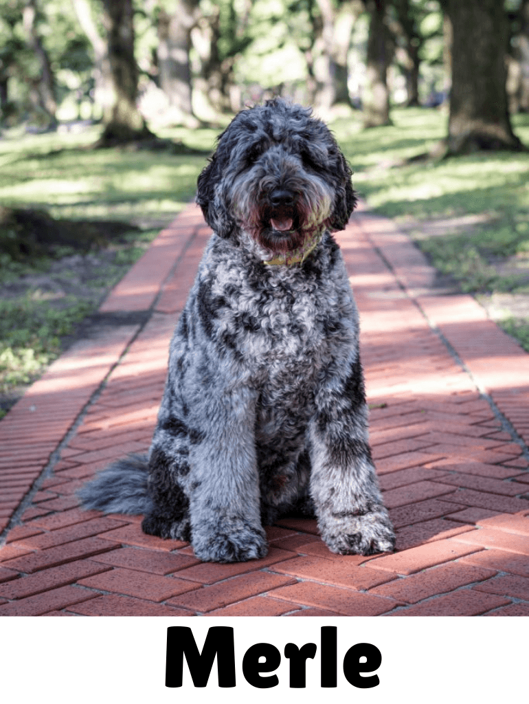 Merle goldendoodle