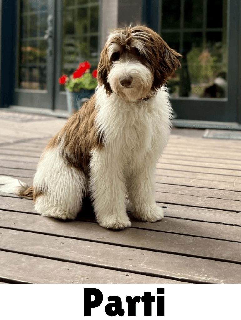 Parti goldendoodle