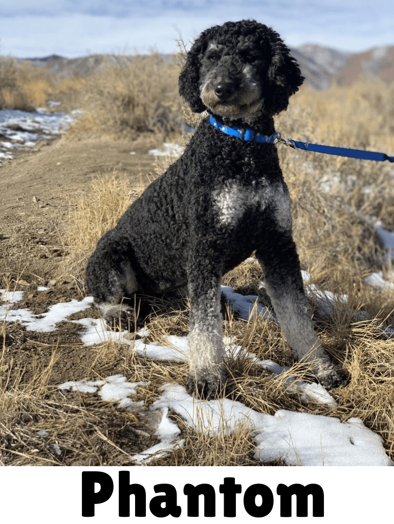 Phantom goldendoodle