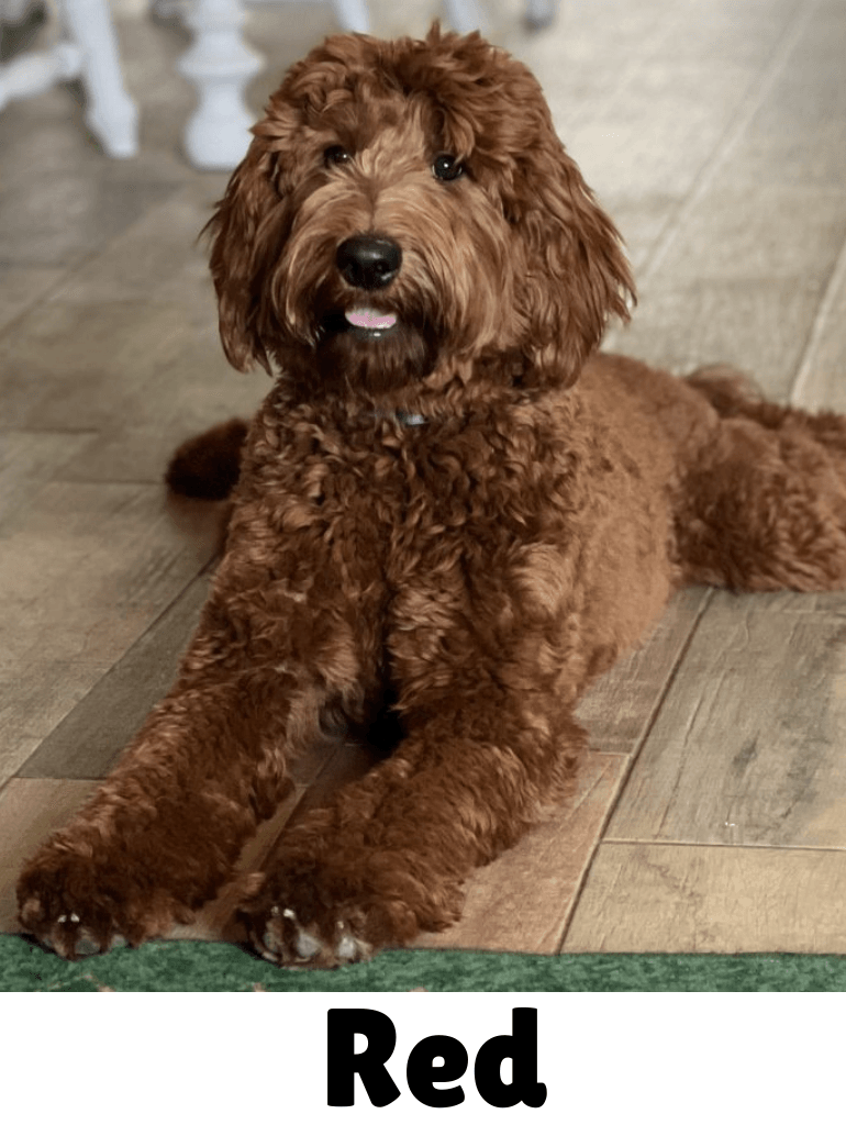 Red goldendoodle