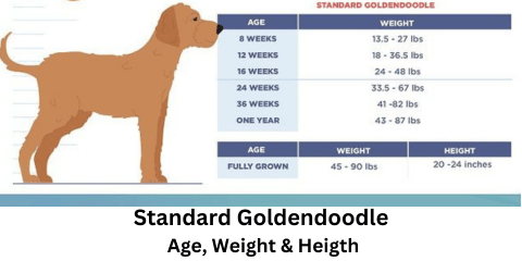 Standard Goldendoodle Size chart