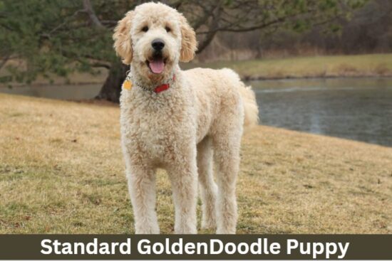 Standard Goldendoodle puppy