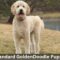 Standard Goldendoodle puppy