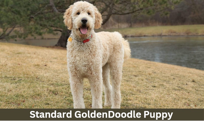 Standard Goldendoodle puppy