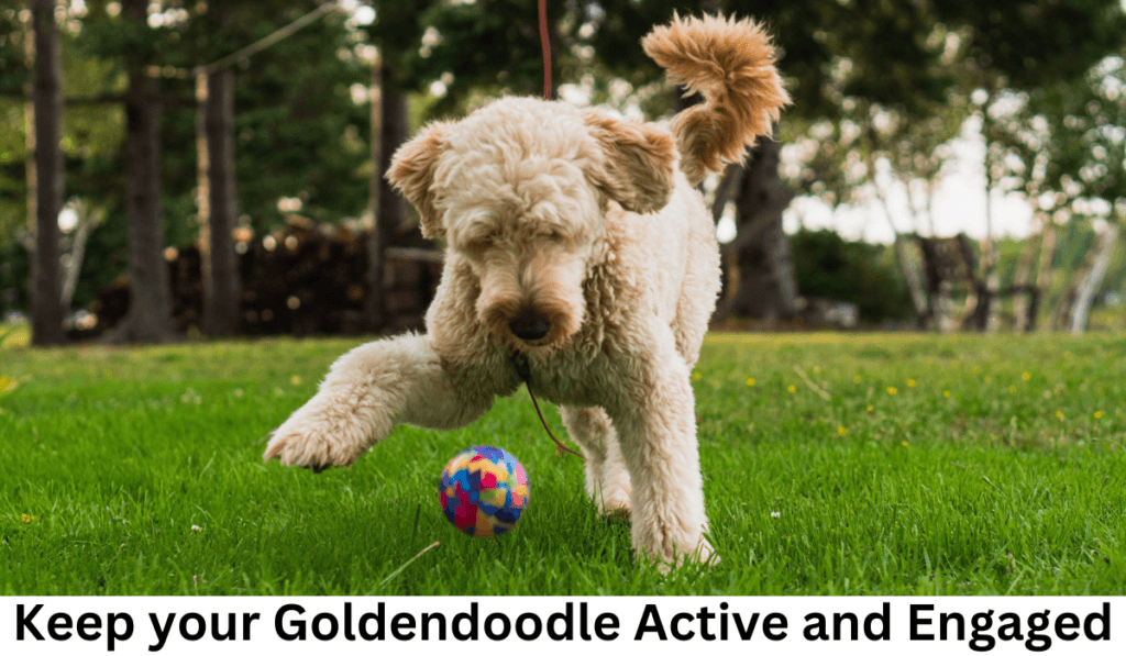 Goldendoodle Active and Engaged