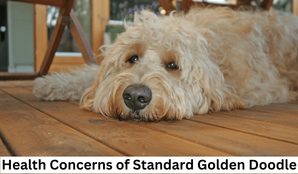 Health Concerns of Standard Goldendoodle