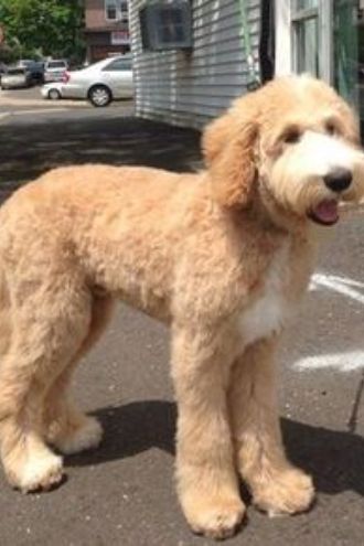 Medium Goldendoodle coat