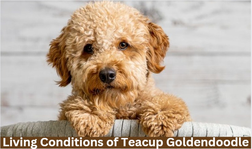 Living conditions of teacup goldendoodle