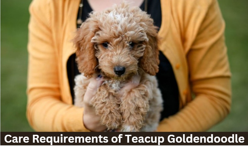 Care Requirments of teacup goldendoodle