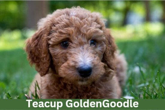 teacup goldendoodle