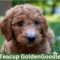 teacup goldendoodle