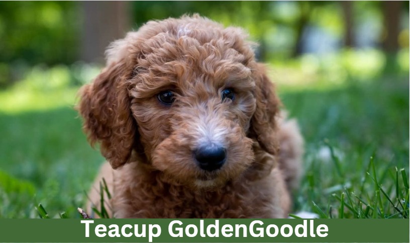 teacup goldendoodle