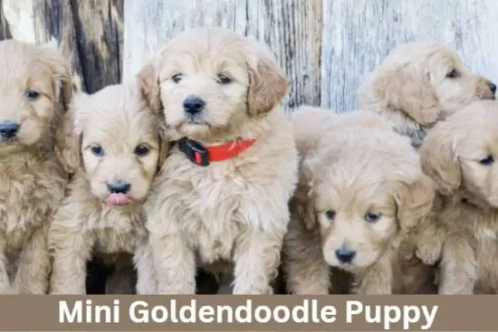 Mini Goldendoodle Puppy