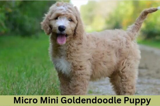 Micro Mini Goldendoodle