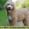 Micro Mini Goldendoodle