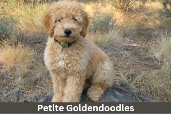 Petite Goldendoodles