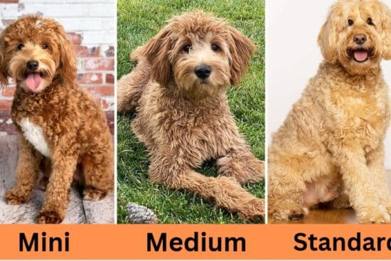 Goldendoodle Sizes