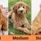 Goldendoodle Sizes
