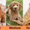 Goldendoodle Sizes