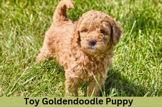Toy Goldendoodle Puppy