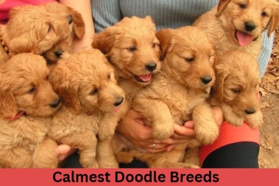Calmest Doodle Breeds