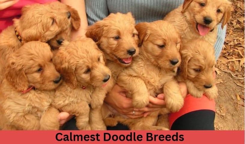 Calmest Doodle Breeds