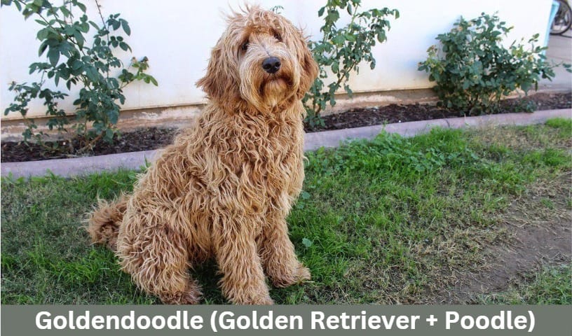 Goldendoodle (Golden Retriever + Poodle)
