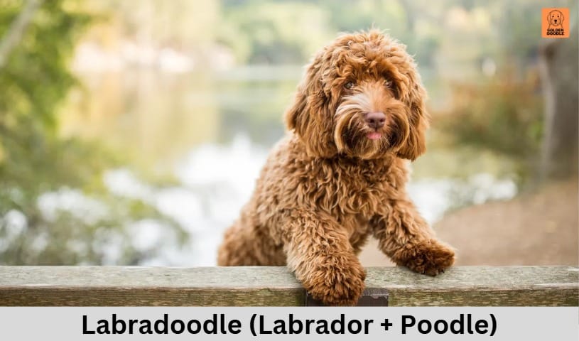 Labradoodle (Labrador + Poodle)