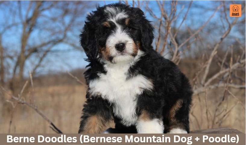 Berne Doodles (Bernese Mountain Dog + Poodle)