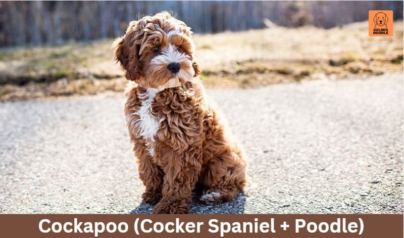 Cockapoo (Cocker Spaniel + Poodle)