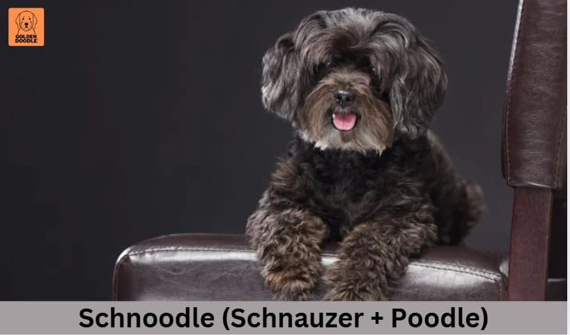 Schnoodle (Schnauzer + Poodle)