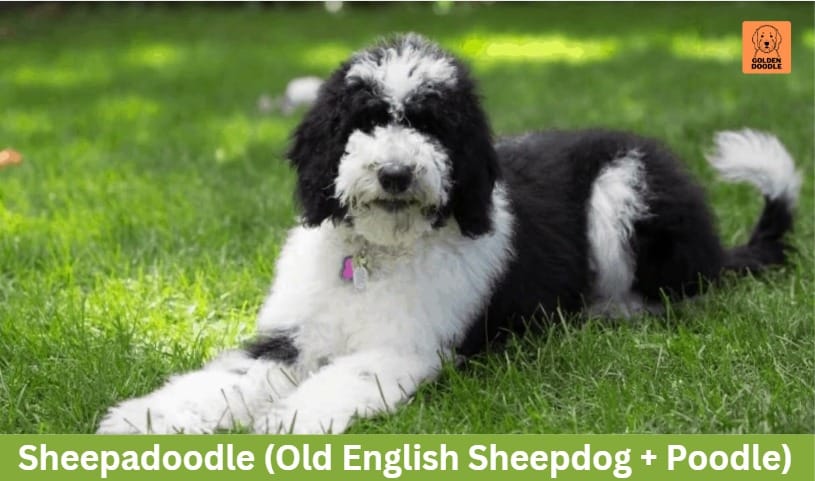 Sheepadoodle (Old English Sheepdog + Poodle)