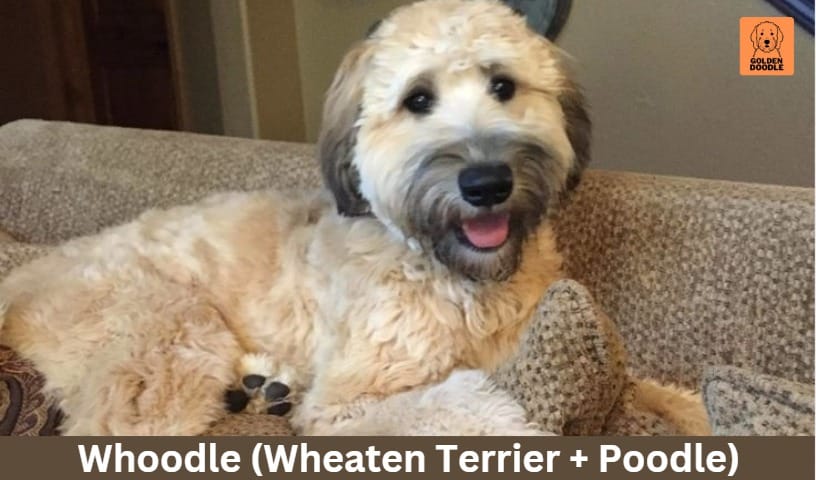 Whoodle (Wheaten Terrier + Poodle)