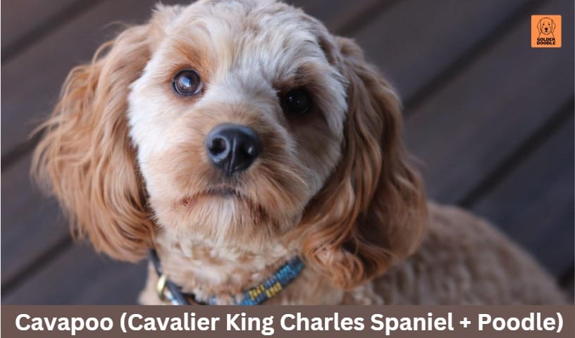 Cavapoo (Cavalier King Charles Spaniel + Poodle)