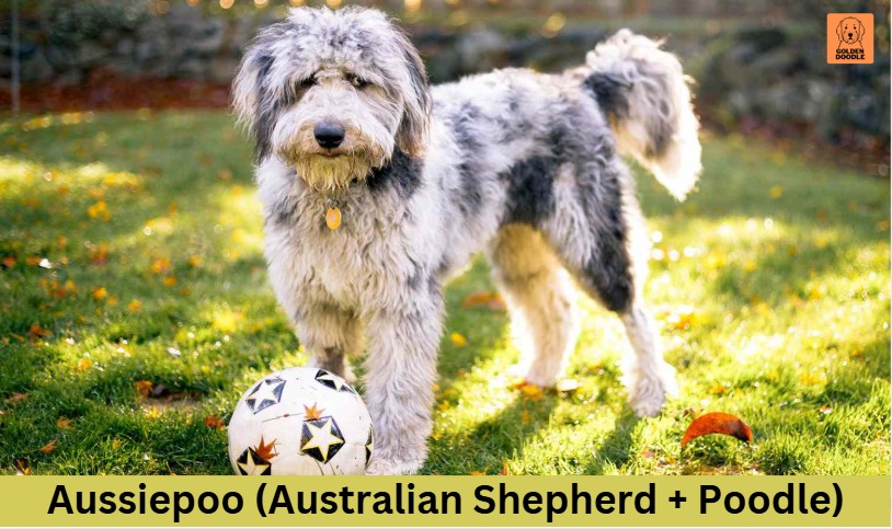 Aussiepoo (Australian Shepherd + Poodle)