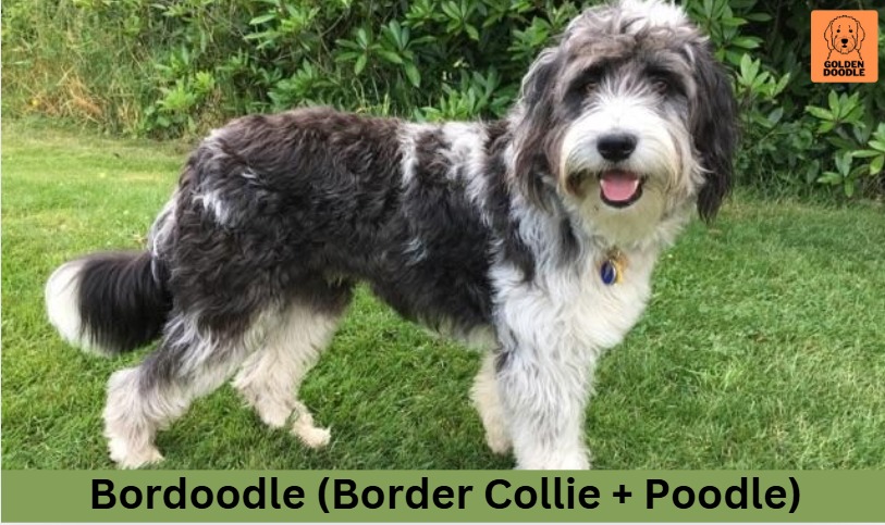 Bordoodle (Border Collie + Poodle)