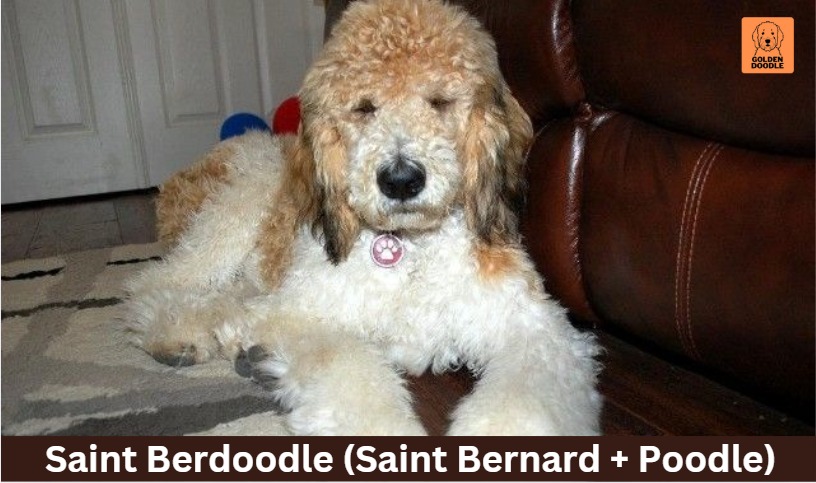Saint Berdoodle (Saint Bernard + Poodle)