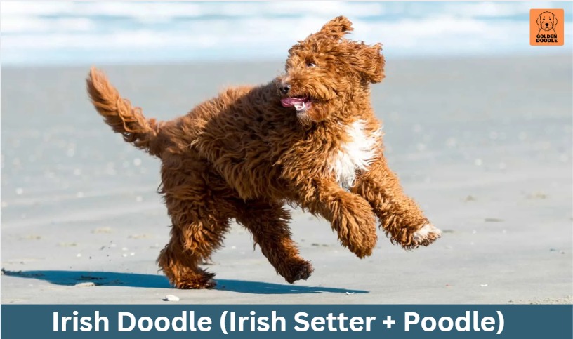 Irish Doodle (Irish Setter + Poodle)