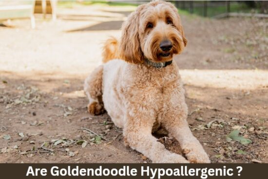 Are Goldendoodle Hypoallergenic ?