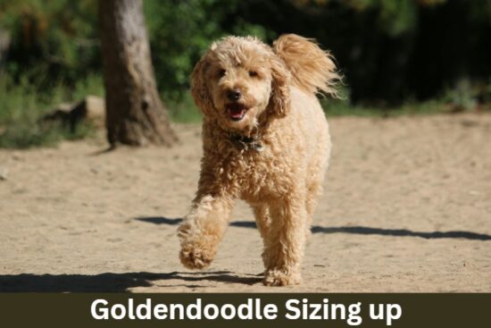 Sizing up the Standard, Medium, and Mini Goldendoodle