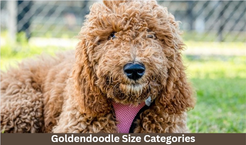 Goldendoodle Size Categories