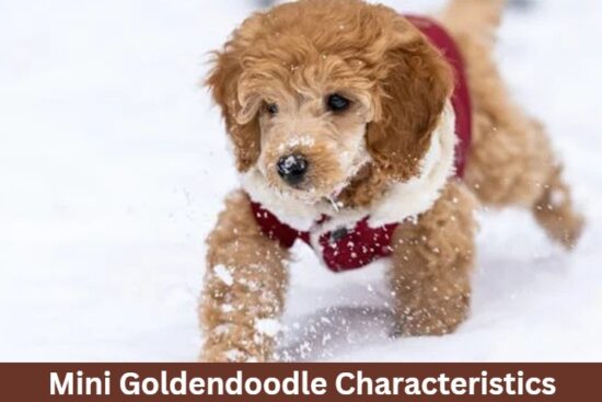 Mini Goldendoodle Characteristics