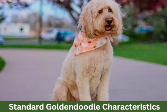 Standard Goldendoodle Characteristics