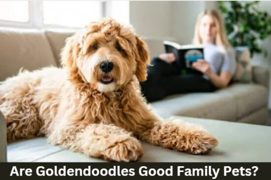 Are Goldendoodles Good Family Pets?