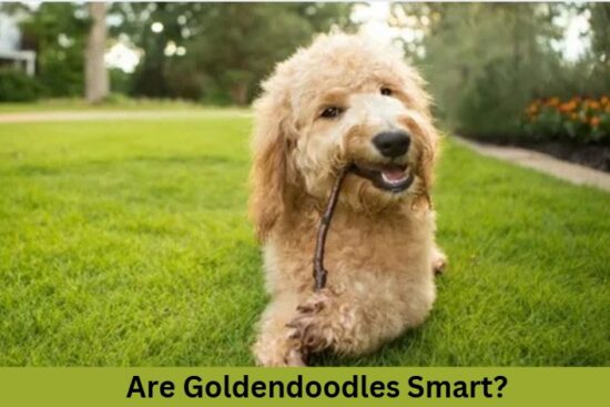 Are Goldendoodles Smartest Dog Breeds?