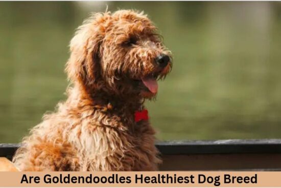 Are Goldendoodles Healthiest Dog Breed